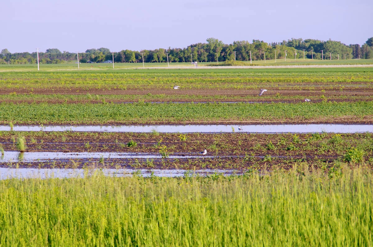 Last year was one such wet spring. Gulls take advantage of standing water in fields east of Miami in south-central Manitoba June 19, 2024, after a long stretch of persistent rain. Photo: Alexis Stockford