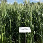 Ramp up your nitrogen efficiency in winter cereals