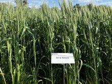 A field plot of winter wheat at the Ian N. Morrison Research Farm in Carman, Man., at Crop Diagnostic School on July 3. Photo: Greg Berg