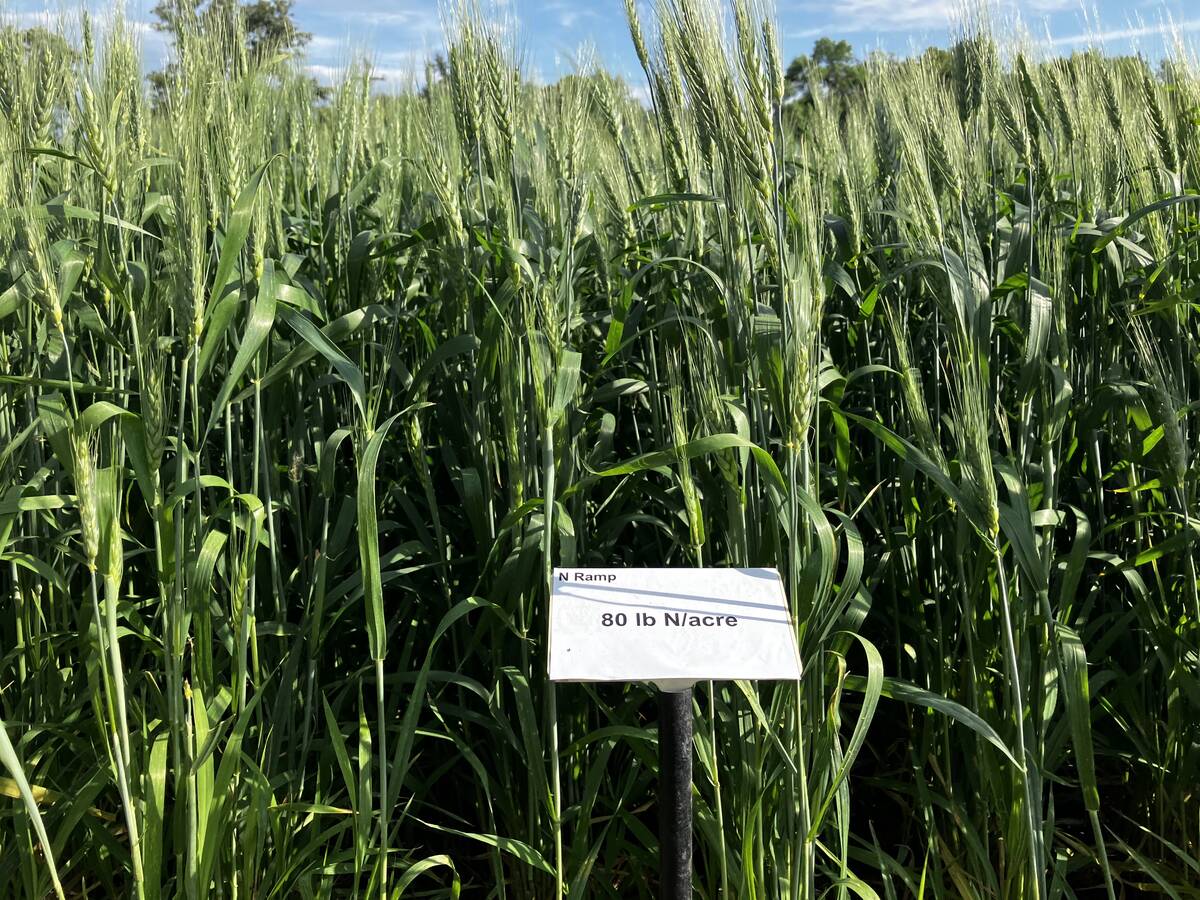 A field plot of winter wheat at the Ian N. Morrison Research Farm in Carman, Man., at Crop Diagnostic School on July 3. Photo: Greg Berg