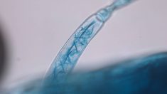 Envita product entering plant through leaf hair. Pic: Azotic