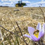 USask-led startup testing AI insect management app for Prairie growers