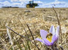 High River, Alta - April, 9, 2025 -  Signs of spring - A farmer harrows a field behind a crocus in full bloom with a honey bee on it..  Mike Sturk photo.