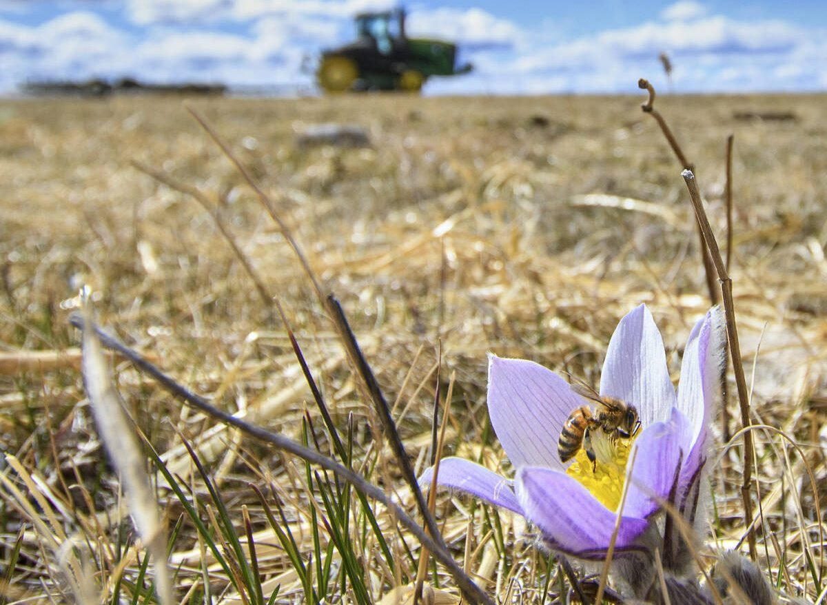 High River, Alta - April, 9, 2025 -  Signs of spring - A farmer harrows a field behind a crocus in full bloom with a honey bee on it..  Mike Sturk photo.