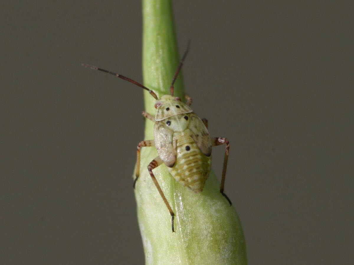 Lygus bug. Photo: Canola Council of Canada