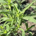 FMC rolls out new burnoff herbicide combo for cereal growers