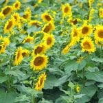 Made-in-Manitoba sunflower hybrid headed to market