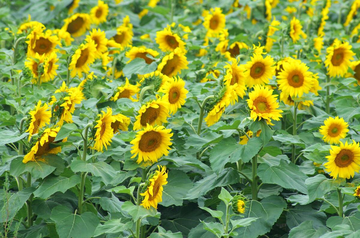 A sunflower crop in bloom near Rathwell in central Manitoba in late July 2025. Photo: Alexis Stockford