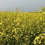ICE Canada Weekly: Canola likely to remain rangebound