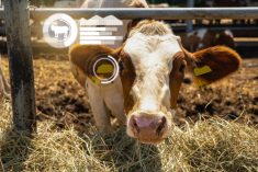 Cow with RFID chip and infographics. Herd management concept. Scharfsinn86/iStock/Getty Images