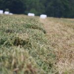 New high-performance forage training program to launch in 2026