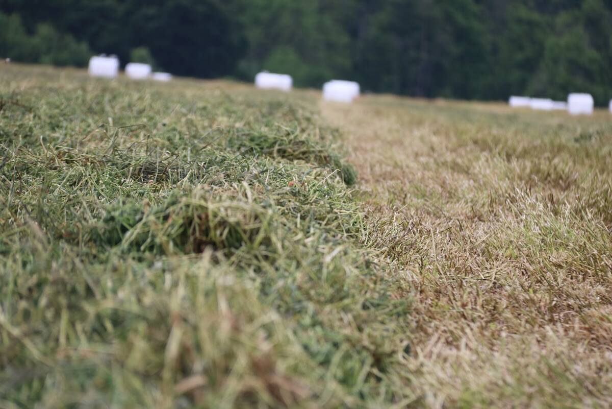 Hay ready to bale is in a field with white wrapped hay bales in the background. Photo: John Greig