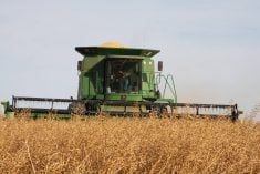 Lee Stewart harvests a thick crop of yellow mustard northwest of Pense, Sask.
