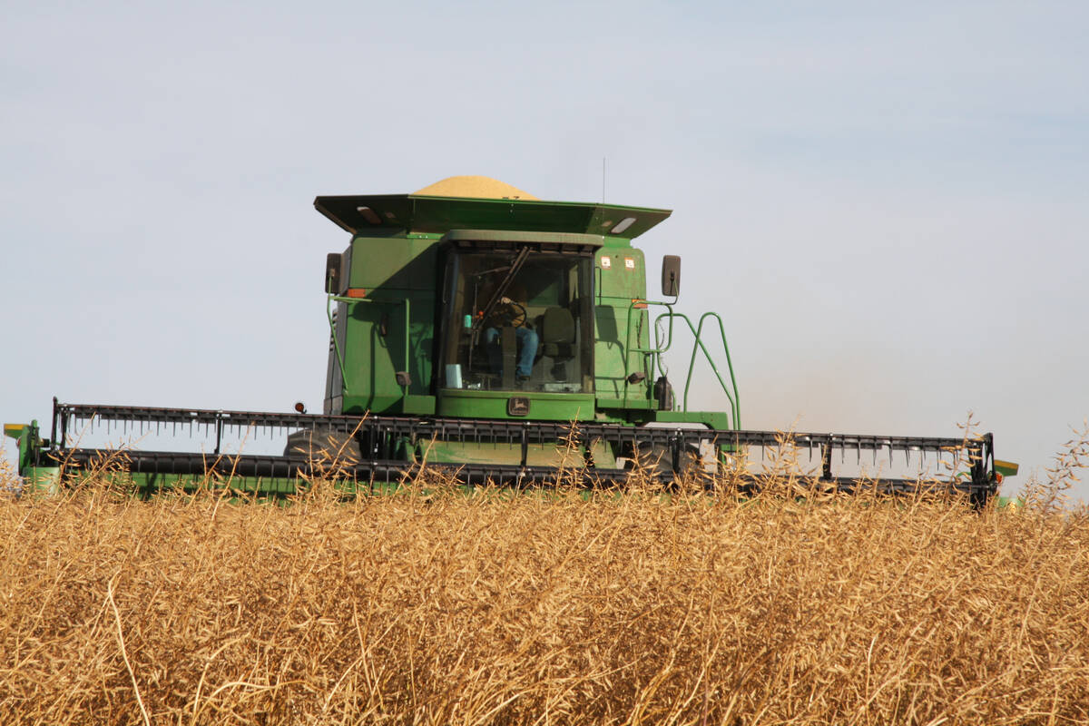 Lee Stewart harvests a thick crop of yellow mustard northwest of Pense, Sask.