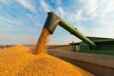 Ukraine&#8217;s corn exports drop in November on harvest and transport challenges. Photo: Thinkstock
