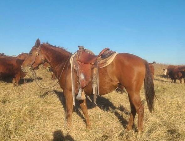 Gregory’s new riding horse is a three-year-old mare we bred. Photos: Heather Eppich