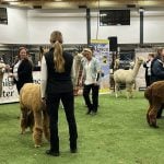 Beverly Brehm judges the alpaca halter show at Agribition 2025 with intense concentration. Photo: Janelle Rudolph
