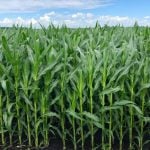 Cancer agency reclassifies another herbicide ‘probably carcinogenic’