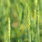 California researchers create nitrogen-fixing wheat