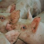 Forward contracting for hogs was suspended when the current tariff crisis began to emerge, and industry leaders aren’t sure when it might resume. 
PHOTO: FILE
