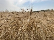 Prairie wheat bids mixed to start December