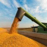USDA sees tighter U.S. corn stocks, soybeans and wheat unchanged