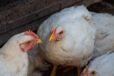 The USDA should take “renewed action” to fight bird flu as infections rise during the winter months, said 23 U.S. senators in a letter sent on Wednesday to Agriculture Secretary Brooke Rollins. Photo: Getty Images Plus
