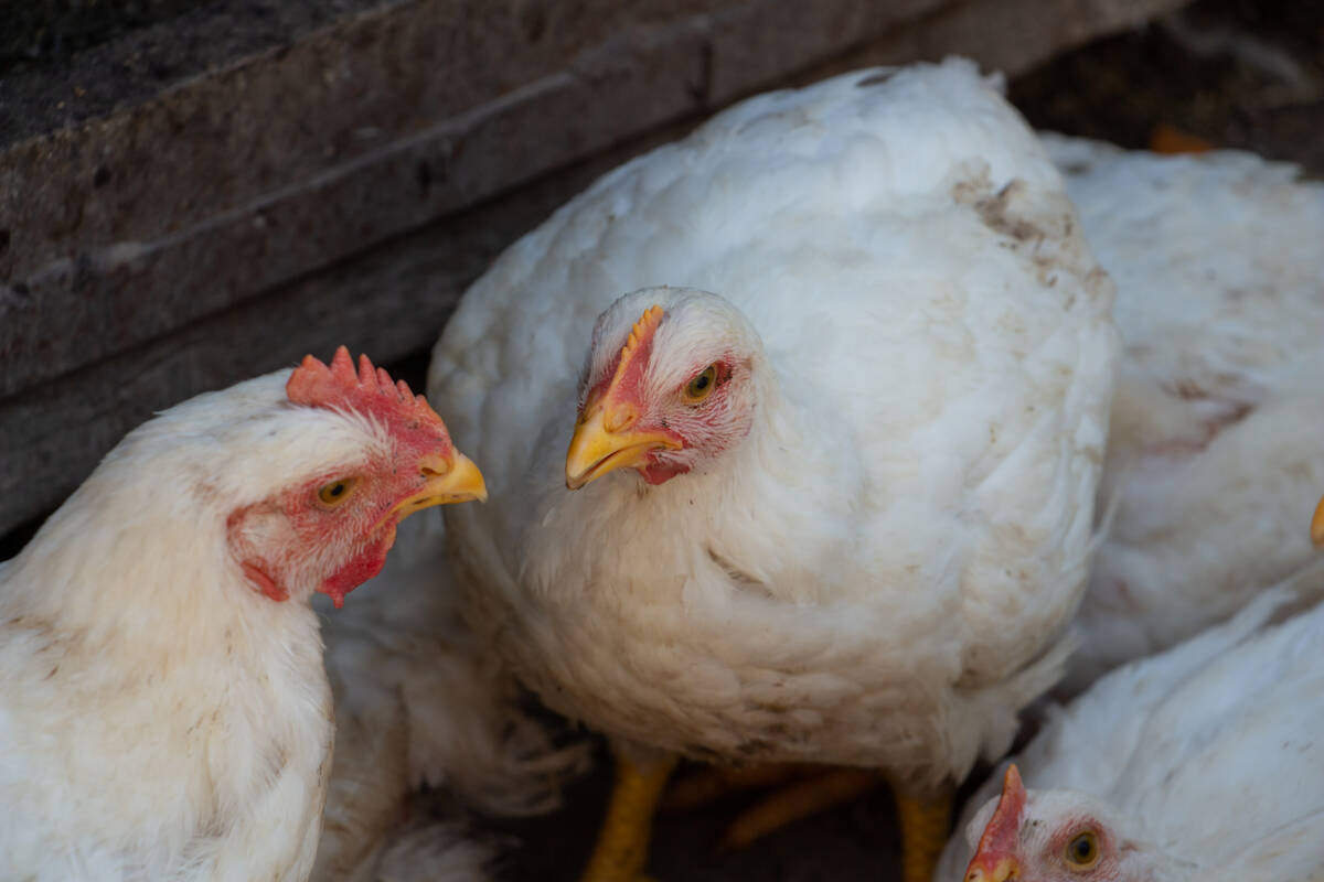 The USDA should take “renewed action” to fight bird flu as infections rise during the winter months, said 23 U.S. senators in a letter sent on Wednesday to Agriculture Secretary Brooke Rollins. Photo: Getty Images Plus
