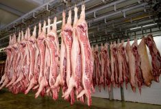 China&rsquo;s anti-dumping investigation began in June last year and has affected major pork exporters such as Spain, the Netherlands and Denmark. Photo: hrabar/iStock/Getty Images
