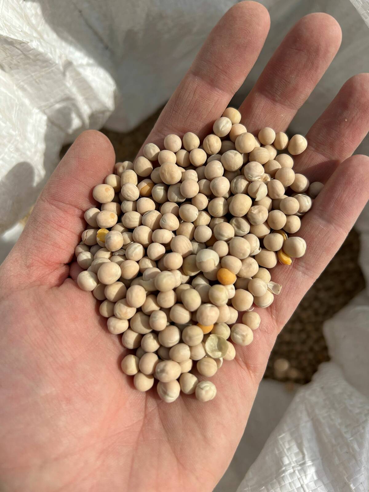 ICE weekly outlook: Canola still stuck in neutral