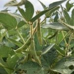 Huge crops in South America says analyst