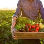 Reviews of urban agriculture policies in Canada and the United States show that local enthusiasm often runs ahead of institutional support. Photo: Getty Images Plus
