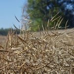 ICE Canada Weekly: Canola unlikely to have a good start to 2026