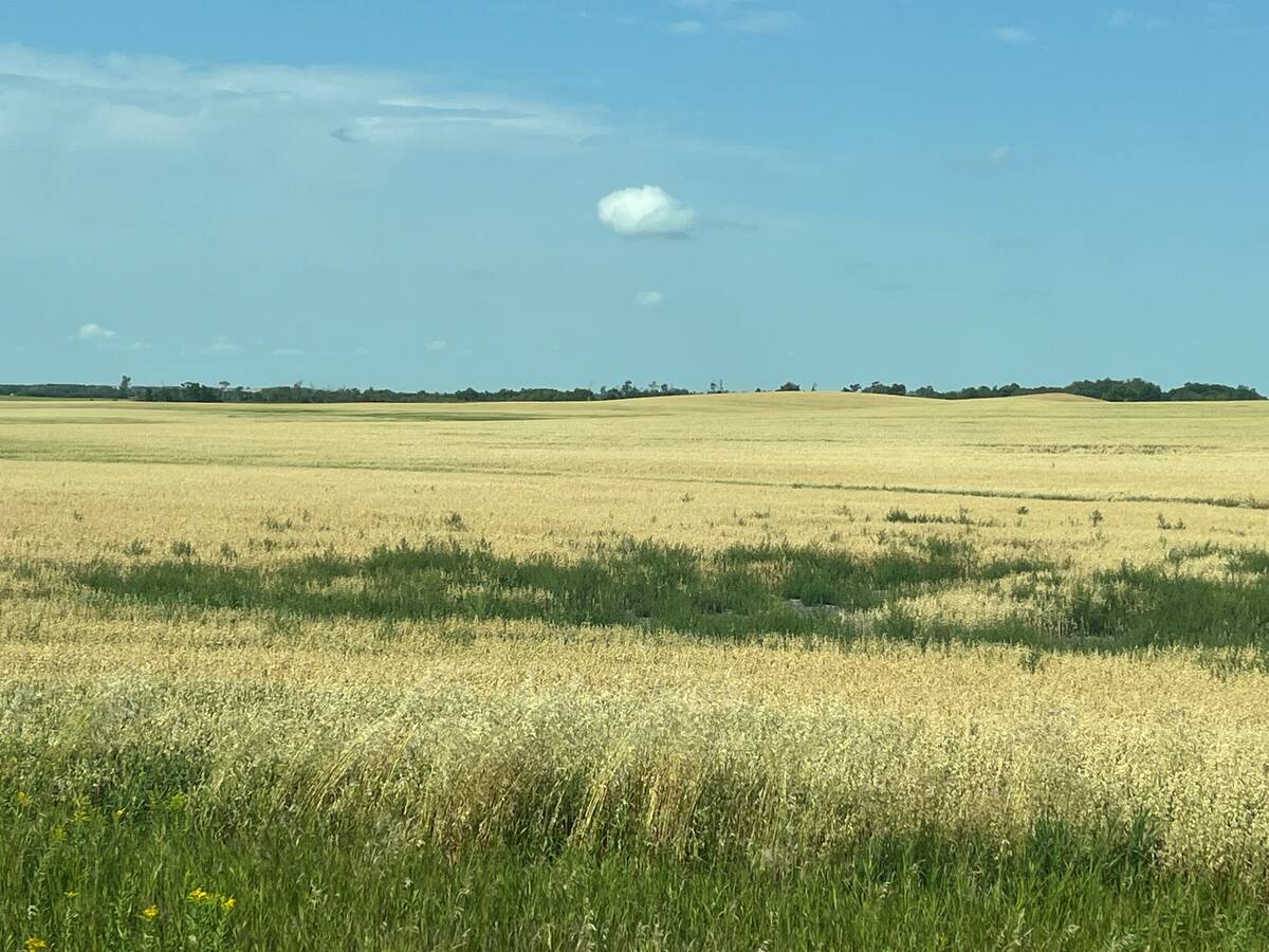 A Prairie field showing persistent weed patches. Predictive mapping is designed to flag these zones before emergence. Photo: Geco