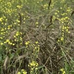 Fall rye and oat nurse crops show mixed results for flea beetle suppression