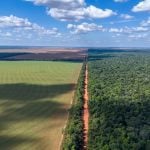 The Amazon soy moratorium is considered one of the most important forces slowing deforestation rates in the Brazilian Amazon over the past two decades as it bars signatories from buying soybeans from farmers who plant on land deforested after July 2008. Photo: Paralaxis/Getty Images Plus
