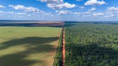 The Amazon soy moratorium is considered one of the most important forces slowing deforestation rates in the Brazilian Amazon over the past two decades as it bars signatories from buying soybeans from farmers who plant on land deforested after July 2008. Photo: Paralaxis/Getty Images Plus
