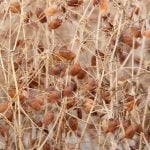 Pulse Weekly: Lentils, peas facing challenges