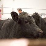 Cattle market grinds lower in December