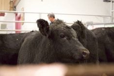 Cattle being sold at the Gladstone Auction Mart in Gladstone, Manitoba, on October 28, 2025. Photo: File