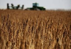 A prairie hemp field near harvest. Photo: File