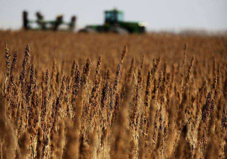 A prairie hemp field near harvest. Photo: File
