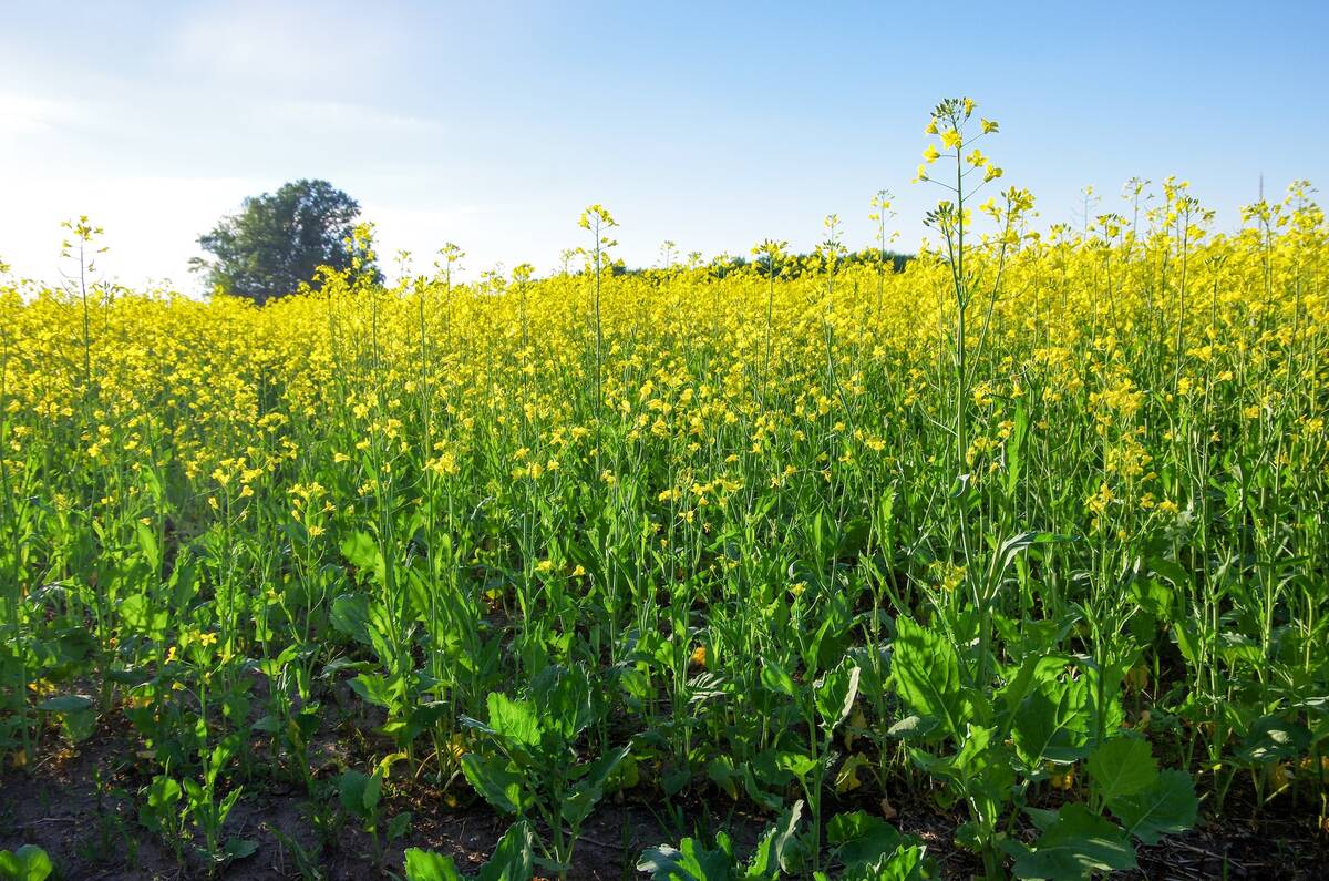 Canadian farmers face hefty Chinese tariffs on canola, peas and pork. Photo: Alexis Stockford
