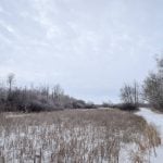 A snowy pasture scene in eastern Manitoba. Photo: Geralyn Wichers
