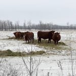Prevent nitrate poisoning in overwintering beef cows