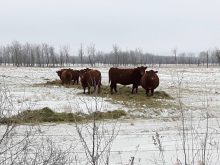 Overwintering beef cows consume hay in a pasture. Photo: Peter Vitti