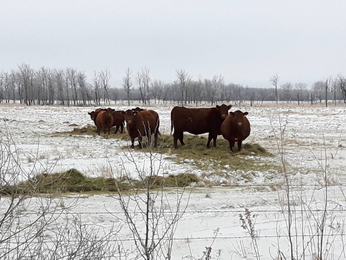 Overwintering beef cows consume hay in a pasture. Photo: Peter Vitti