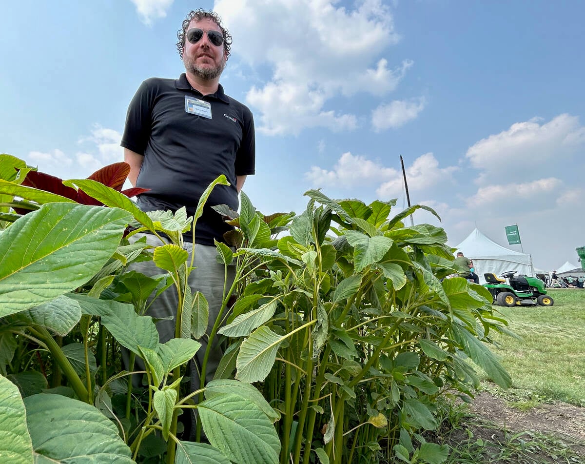 Waterhemp is not in Saskatchewan, yet. But weed scientists like Shaun Sharpe, of Agriculture Canada, have been urging growers to watch for pigweeds with a smooth stem | File photo