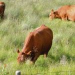 Proposed traceability regulations for cattle are not yet in effect and have not been published in the Canada Gazette, Part II. Photo: File
