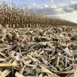 Larger U.S. corn carryout forecast; soybeans/wheat also up